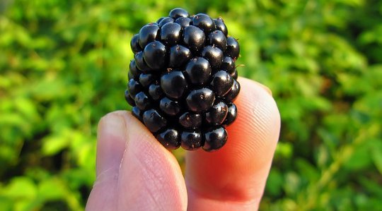 Zen and the Art of Blackberry Picking