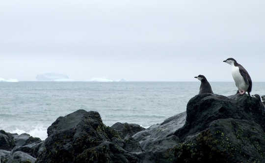 Antarctic penguins watch the ocean. Ceridwen Fraser, Author provided