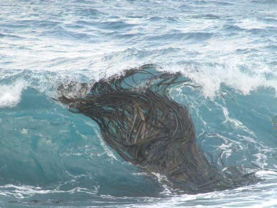 Southern bull-kelp grows abundantly in the sub-Antarctic but can drift long distances at sea. Ceridwen Fraser, Author provided