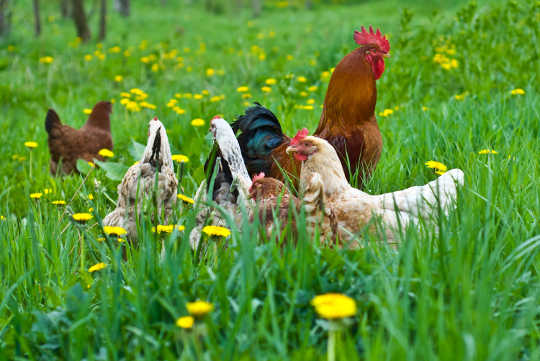 What Comes First: The Free-range Chicken Or The Free-range Egg?
