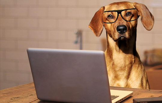 The Growing Demand For Pet-friendly Workplaces