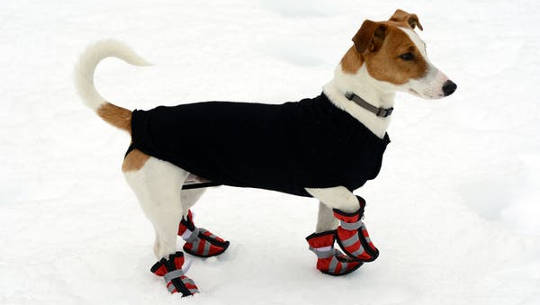Pets are often suited up with protection from the cold. (is winter miserable for wildlife)