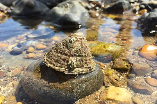 Learning Life from Mushrooms and Tide Pools