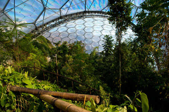 Tropical vegetation inside the Eden Project dome. (a climate change curriculum to empower the climate strike generation)