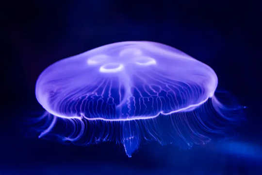 The Aurelia aurita or moon jellyfish