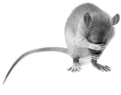 a picture of a small rat