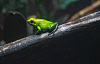 a green frog sitting on a branch