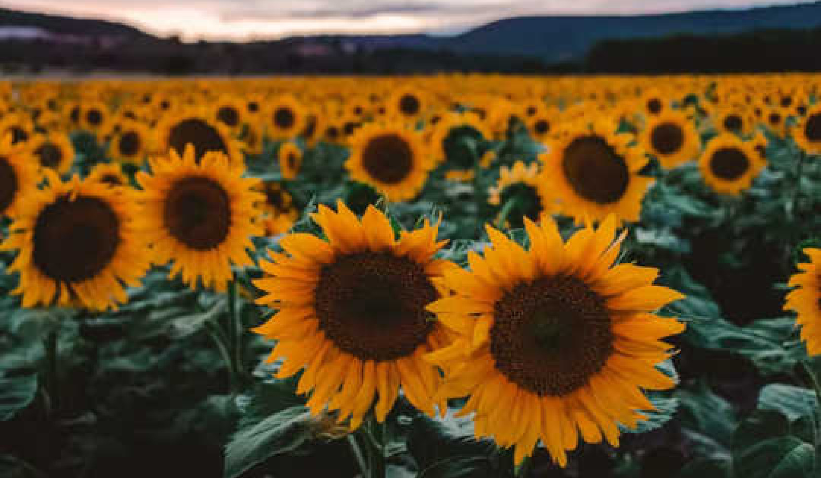 The Secret Ultraviolet Colours Of Sunflowers Attract Pollinators And Preserve Water