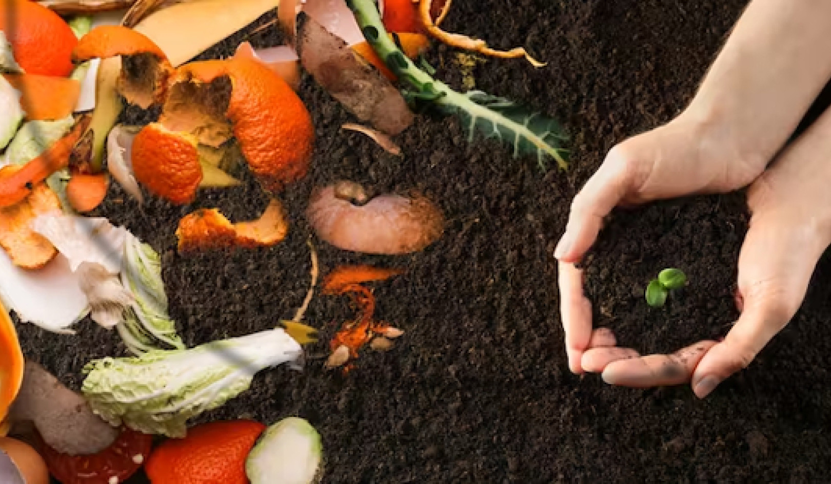 From Waste to Wealth: Why Composting Food Waste Beats Landfill